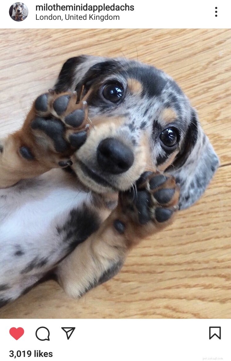 11 Heartwarming Dog Photos to Brighten Your Monday