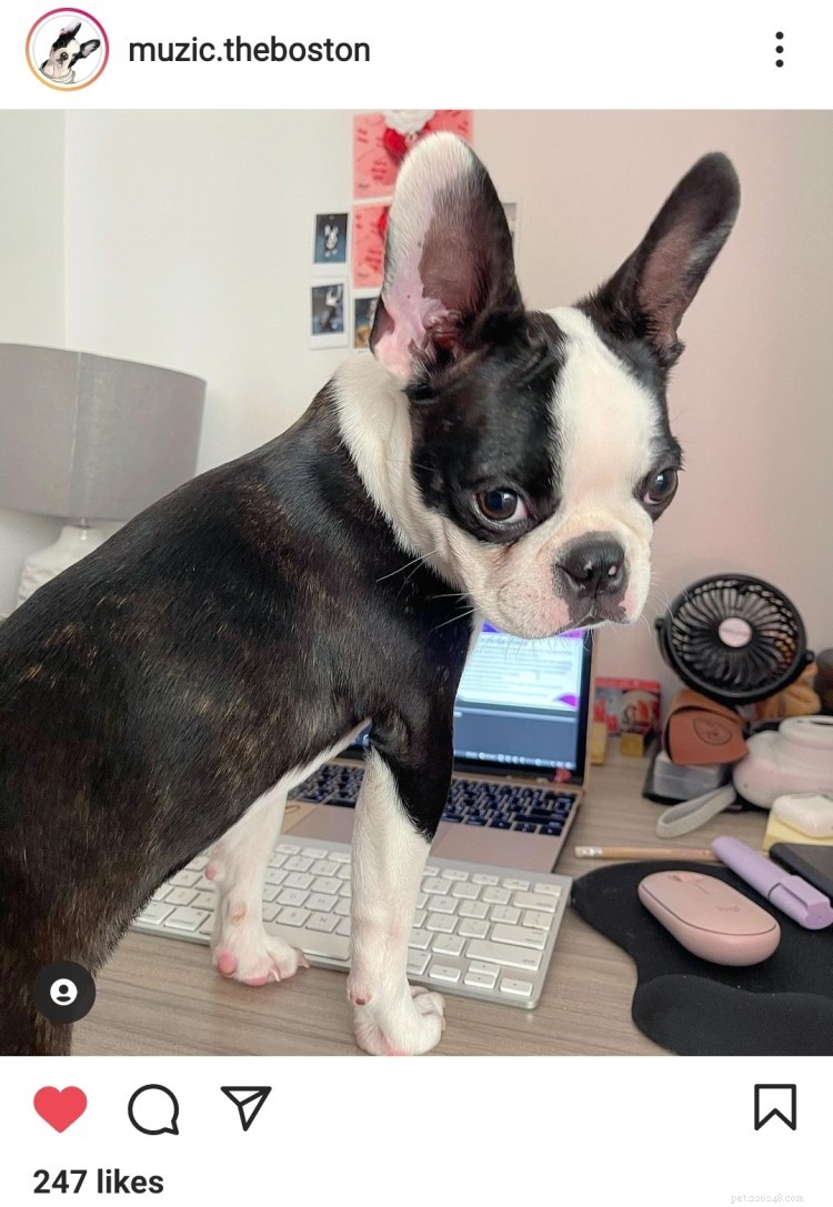 11 Heartwarming Dog Photos to Brighten Your Monday