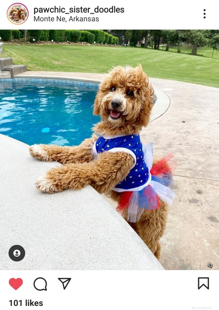 11 Heartwarming Dog Photos to Brighten Your Monday