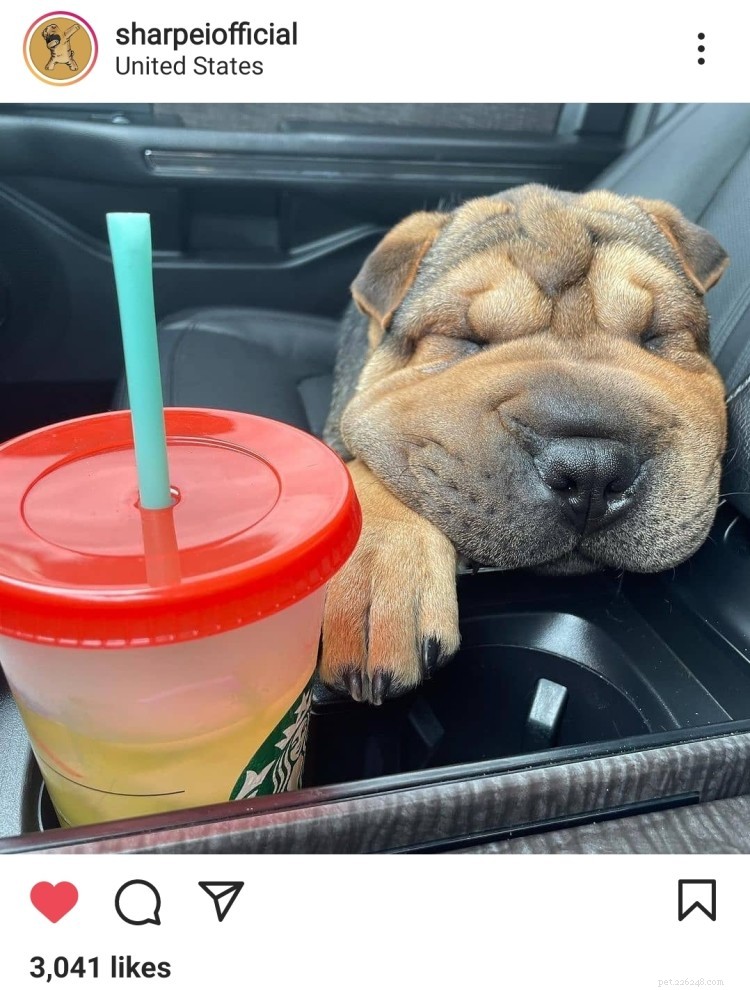 11 Heartwarming Dog Photos to Brighten Your Monday