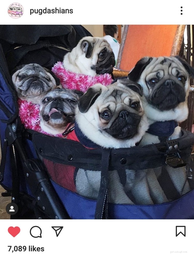 11 Heartwarming Dog Photos to Brighten Your Monday