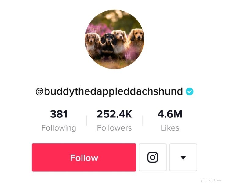 Laugh Out Loud: 8 Must-Follow Dog TikTok Accounts