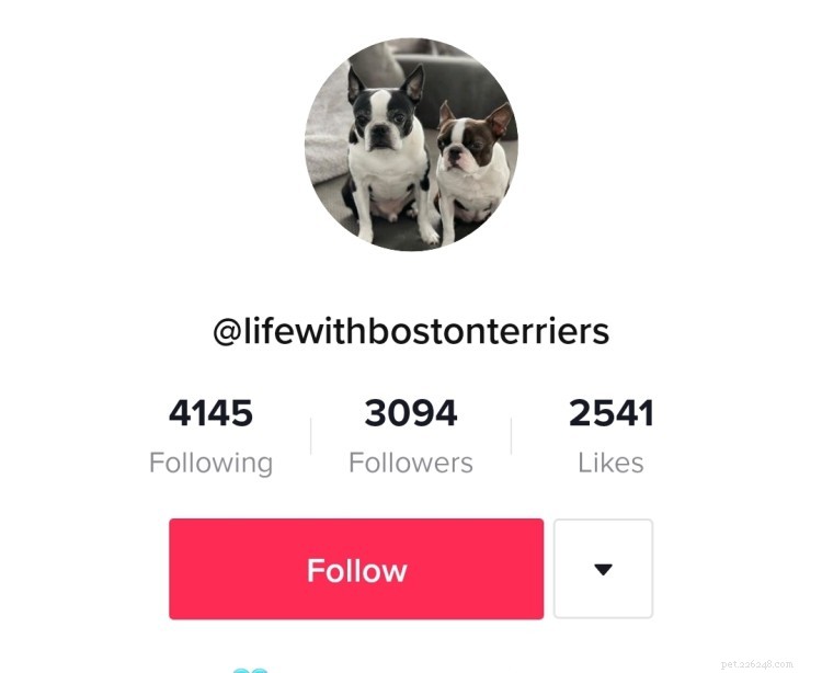 Laugh Out Loud: 8 Must-Follow Dog TikTok Accounts
