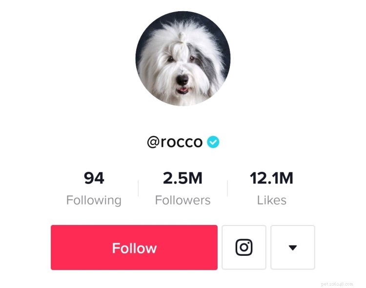 Laugh Out Loud: 8 Must-Follow Dog TikTok Accounts