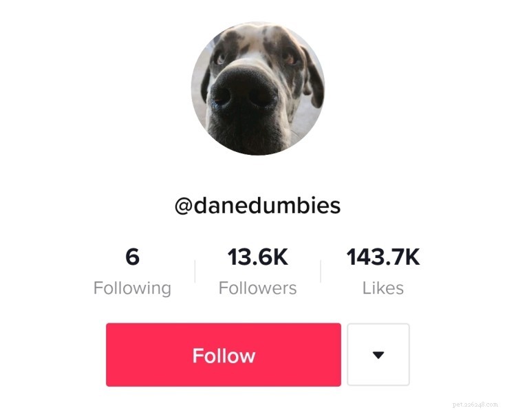 Laugh Out Loud: 8 Must-Follow Dog TikTok Accounts