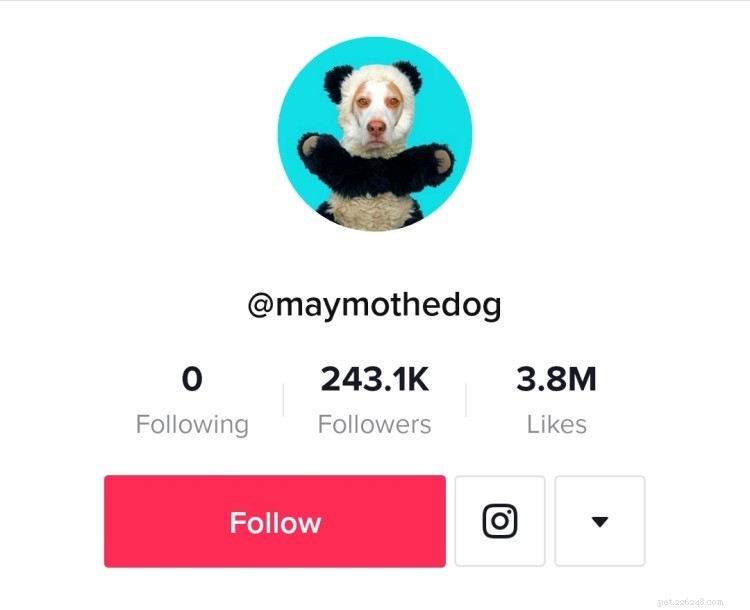 Laugh Out Loud: 8 Must-Follow Dog TikTok Accounts