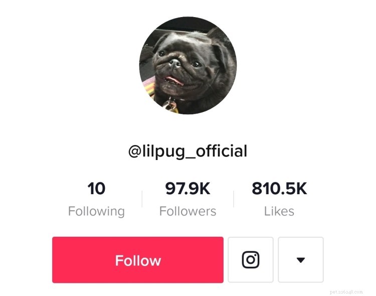 Laugh Out Loud: 8 Must-Follow Dog TikTok Accounts