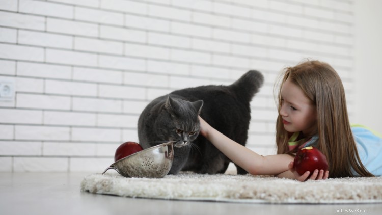 Can Cats Safely Enjoy Apples? A Complete Guide for Cat Owners