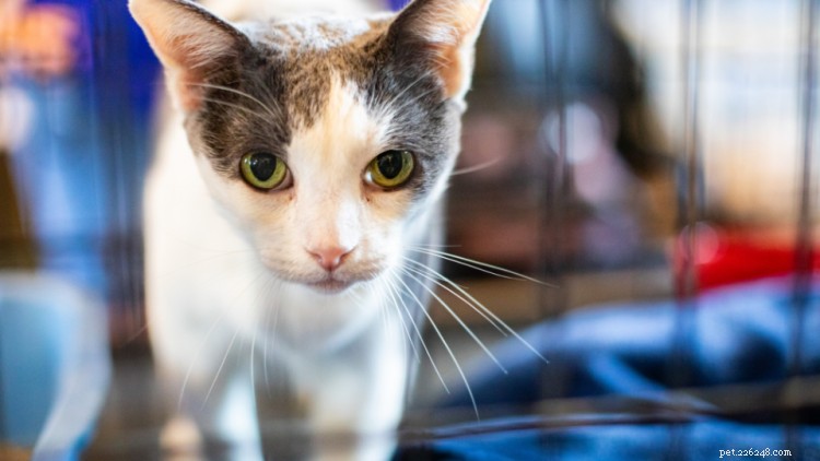 Your Ultimate Pet Emergency Kit Checklist for Disaster Preparedness