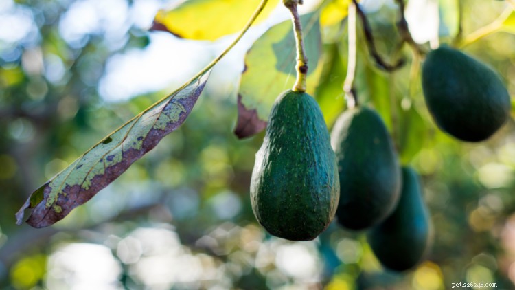 Avocado and Cats: Is It Safe? Learn How to Feed Safely