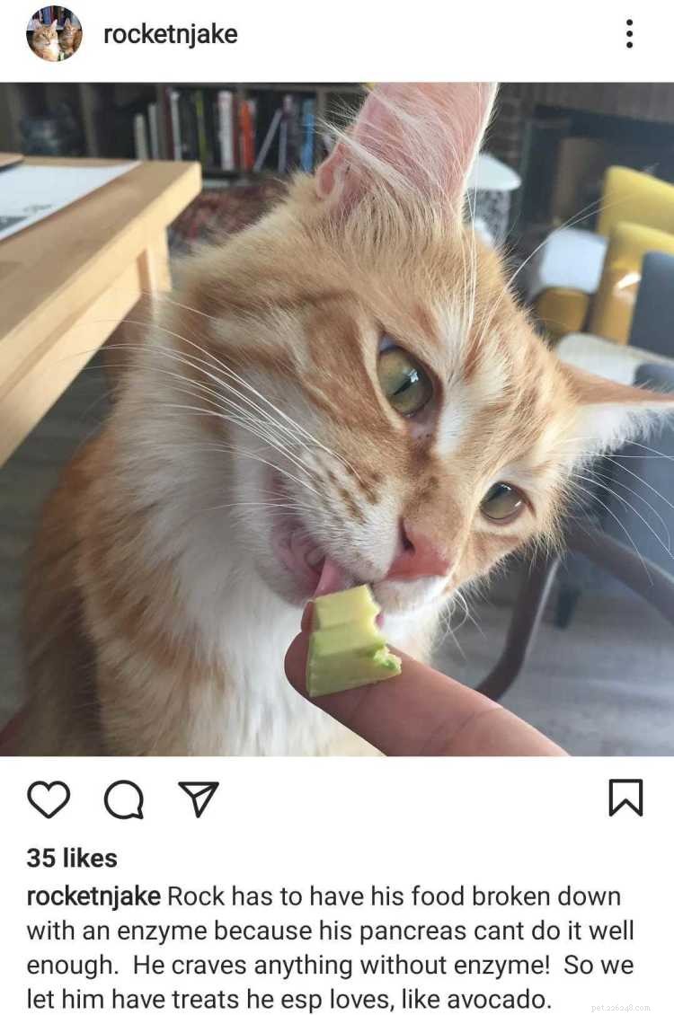 Avocado and Cats: Is It Safe? Learn How to Feed Safely