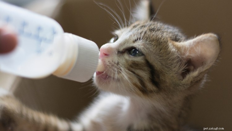 Is Cheese Safe for Cats? A Comprehensive Guide