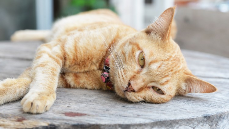 Is Cheese Safe for Cats? A Comprehensive Guide