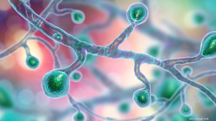 Blastomycosis in Dogs: Symptoms, Treatment & Prevention Explained