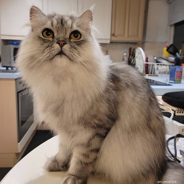 10 Heroic Cats Who Protected Their Homes—Heartwarming Stories & Stunning Photos