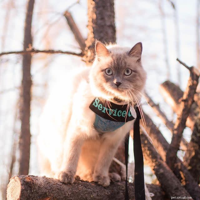 10 Heroic Cats Who Protected Their Homes—Heartwarming Stories & Stunning Photos