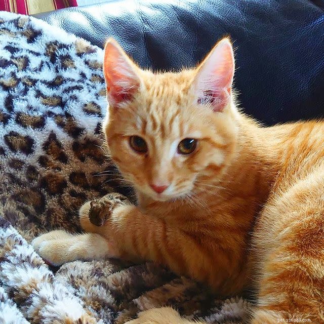 10 Heroic Cats Who Protected Their Homes—Heartwarming Stories & Stunning Photos
