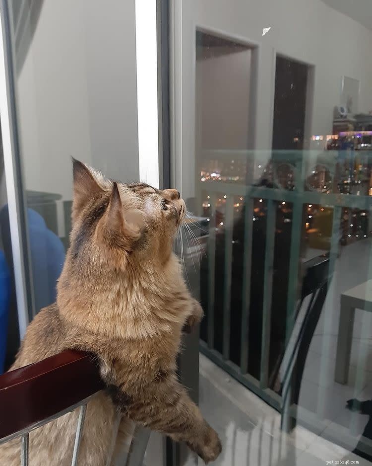 10 Heroic Cats Who Protected Their Homes—Heartwarming Stories & Stunning Photos