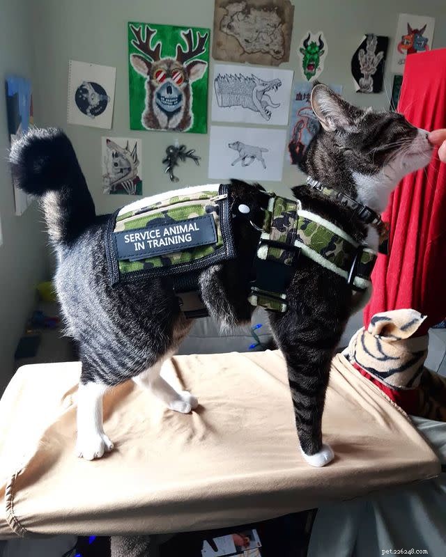 10 Heroic Cats Who Protected Their Homes—Heartwarming Stories & Stunning Photos