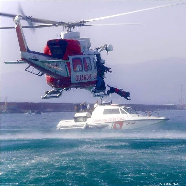 10 Heroic Dogs in Action: Inspiring Rescue Moments