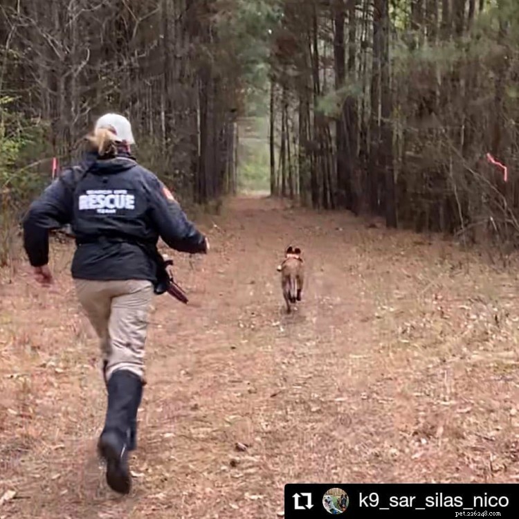 10 Heroic Dogs in Action: Inspiring Rescue Moments