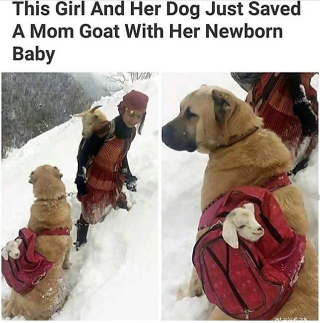 10 Heroic Dogs in Action: Inspiring Rescue Moments