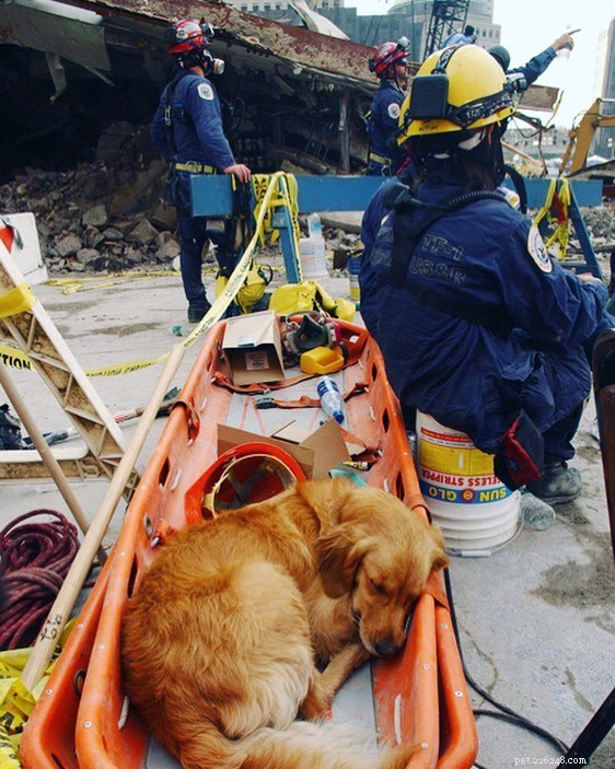 10 Heroic Dogs in Action: Inspiring Rescue Moments