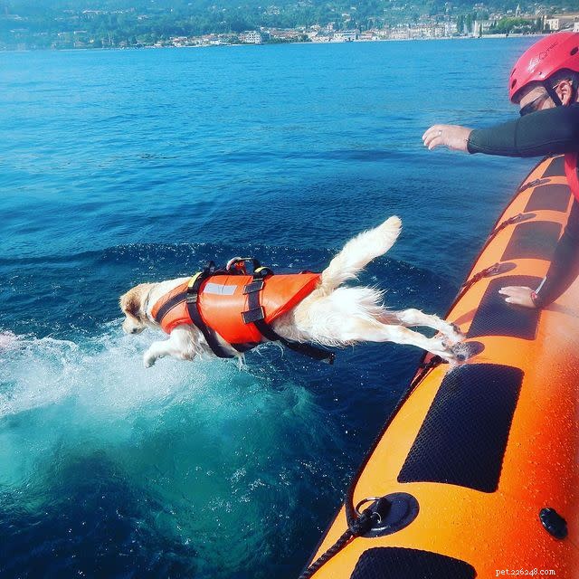 10 Heroic Dogs in Action: Inspiring Rescue Moments