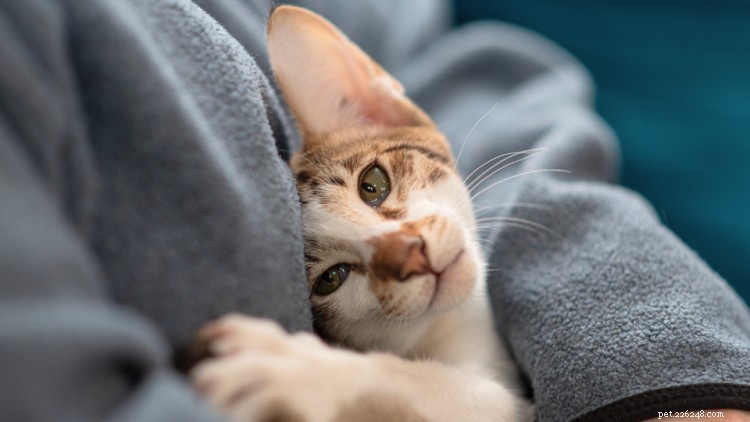 Understanding Cat Health: Breed, Age, and Environment Factors