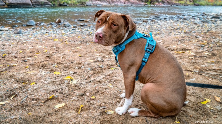 Dog Diarrhea Explained: Causes, Treatments, and Prevention Tips