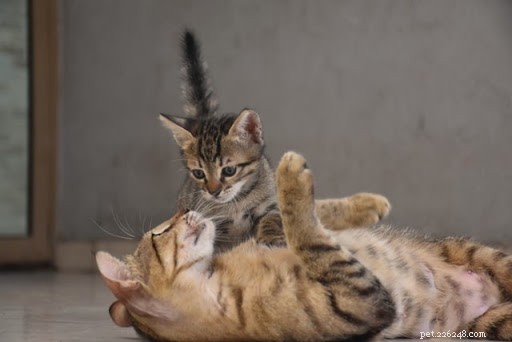 10 Adorable Cat Mom Photos That Will Melt Your Heart