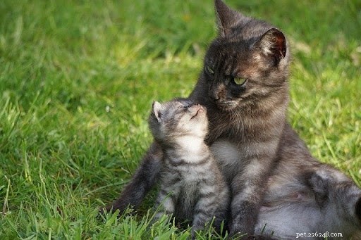 10 Adorable Cat Mom Photos That Will Melt Your Heart