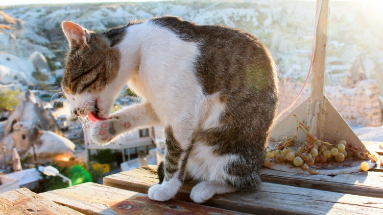 Are Grapes Safe for Cats? Expert Guide to Grape Toxicity in Felines