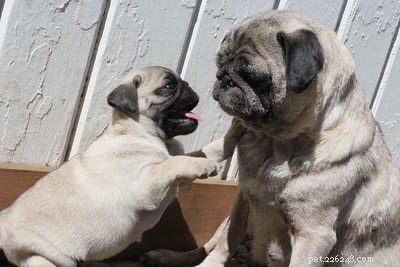 10 Heartwarming Photos of Mother Dogs and Their Puppies