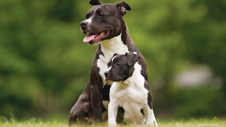 10 Heartwarming Photos of Mother Dogs and Their Puppies