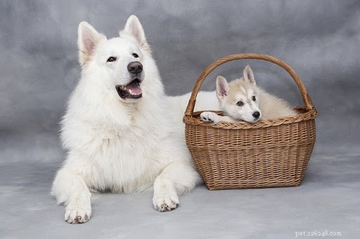 10 Heartwarming Photos of Mother Dogs and Their Puppies