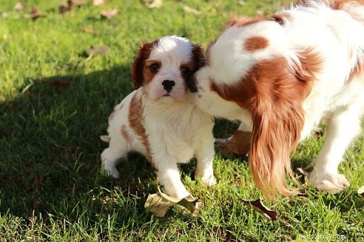 10 Heartwarming Photos of Mother Dogs and Their Puppies