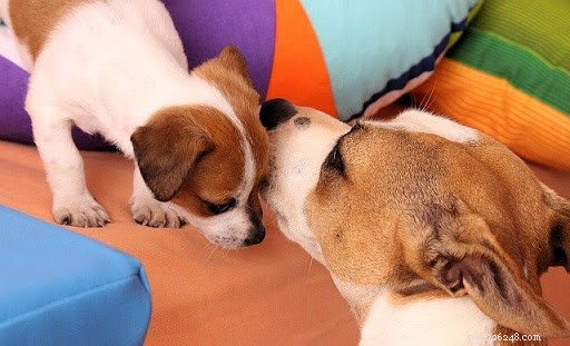 10 Heartwarming Photos of Mother Dogs and Their Puppies