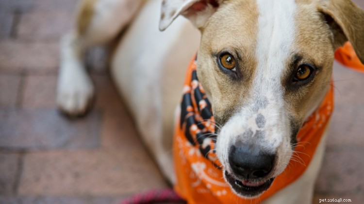 Osteosarcoma in Dogs: Causes, Symptoms, and Effective Treatment Strategies
