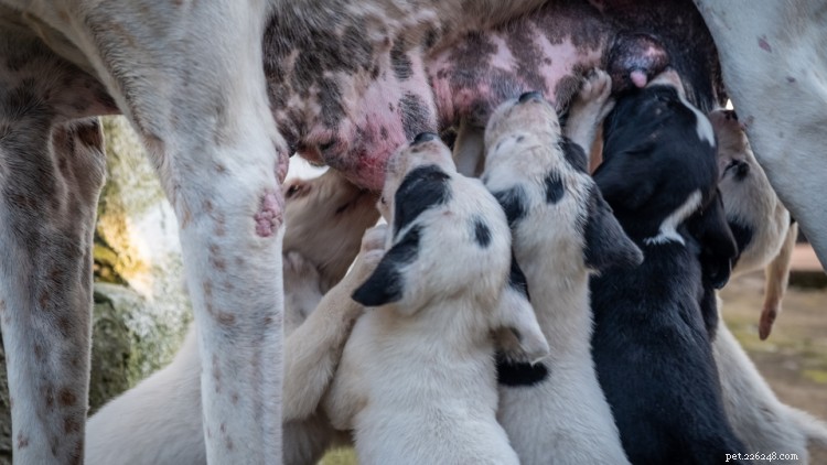 Dog Mastitis: Recognizing Symptoms, Causes & Effective Treatment