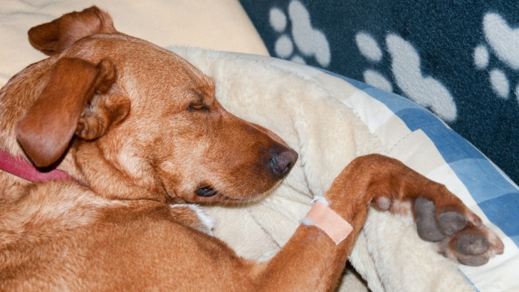 Can Dogs Eat Garlic? A Complete Guide to Safety and Risks