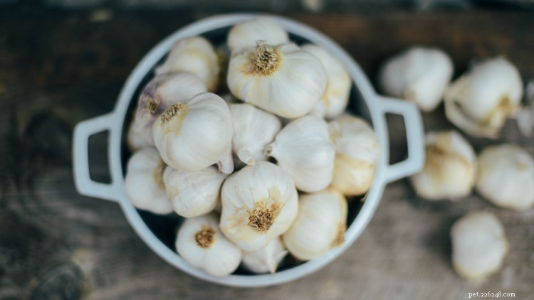 Can Dogs Eat Garlic? A Complete Guide to Safety and Risks