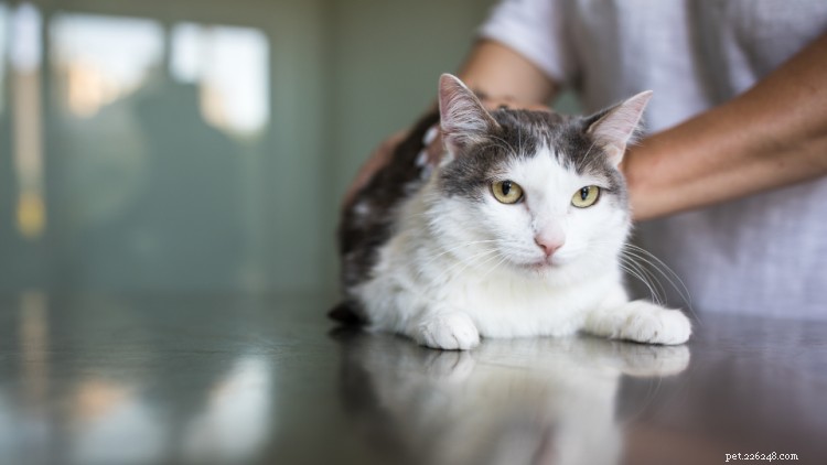 Understanding Tapeworm Infections in Cats: Causes, Symptoms, and Effective Treatments