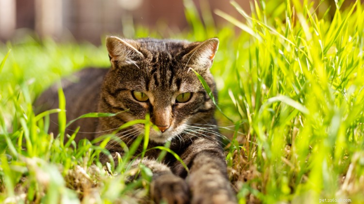 Understanding Tapeworm Infections in Cats: Causes, Symptoms, and Effective Treatments