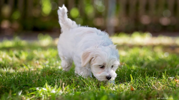Maltese Growth & Weight Chart: A Complete Guide for New Owners