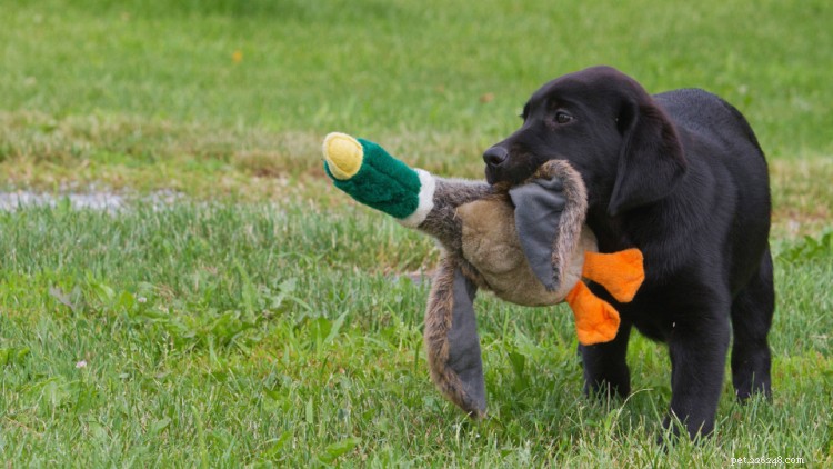 Labrador Retriever Growth & Weight Chart: A Complete Guide for Owners