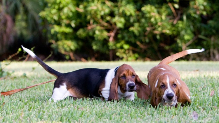 Basset Hound Growth & Weight Chart – Trusted Guide for Owners