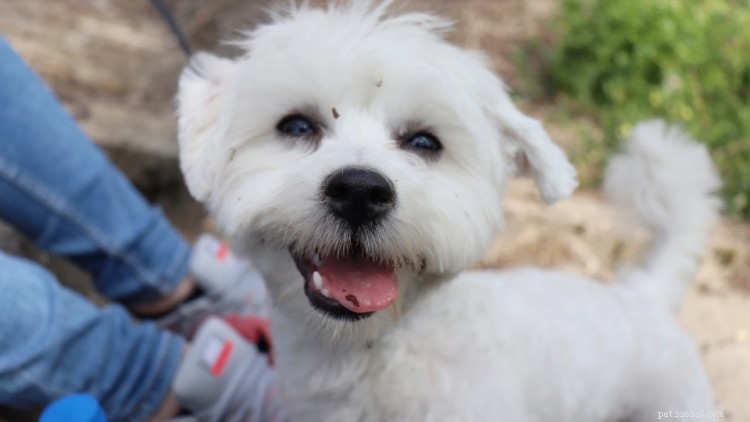 Maltese Growth & Weight Chart: A Complete Guide for New Owners