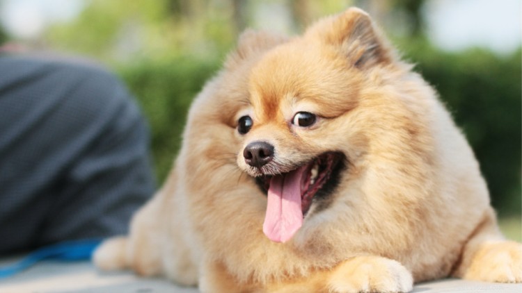Pomeranian Growth & Weight Guide: Accurate Chart & Expert Tips