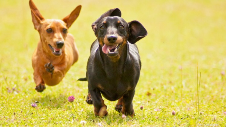 Dachshund Growth & Weight Guide: Track Your Dog’s Development